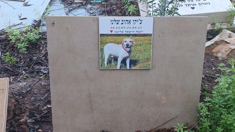 קבר של כלב בשם צ׳יקו